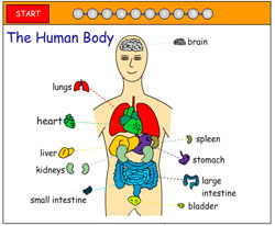 Internal Organs, Science skills online, interactive activity lessons